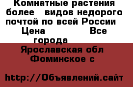 Комнатные растения более200видов недорого почтой по всей России › Цена ­ 100-500 - Все города  »    . Ярославская обл.,Фоминское с.